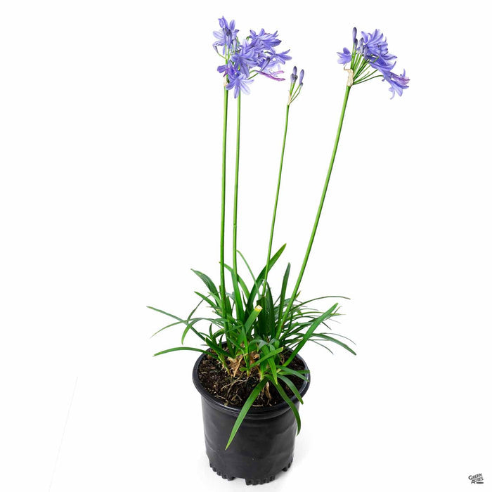 Agapanthus 'Peter Pan' 1 gallon