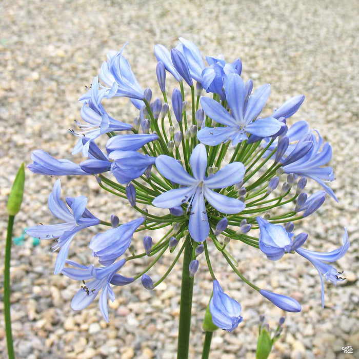 Lily of the Nile 'Queen Anne'