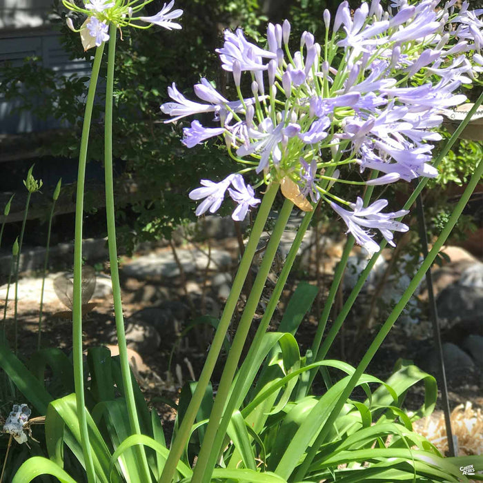 Lily of the Nile 'Queen Anne'