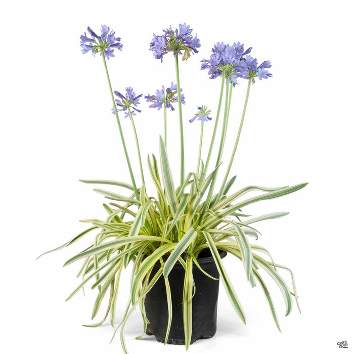 Lily of the Nile Queen of the Nile Variegated 2 gallon