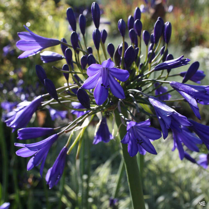 Agapanthus 'Stormcloud'