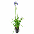 Agapanthus 'Stormcloud' 1 gallon