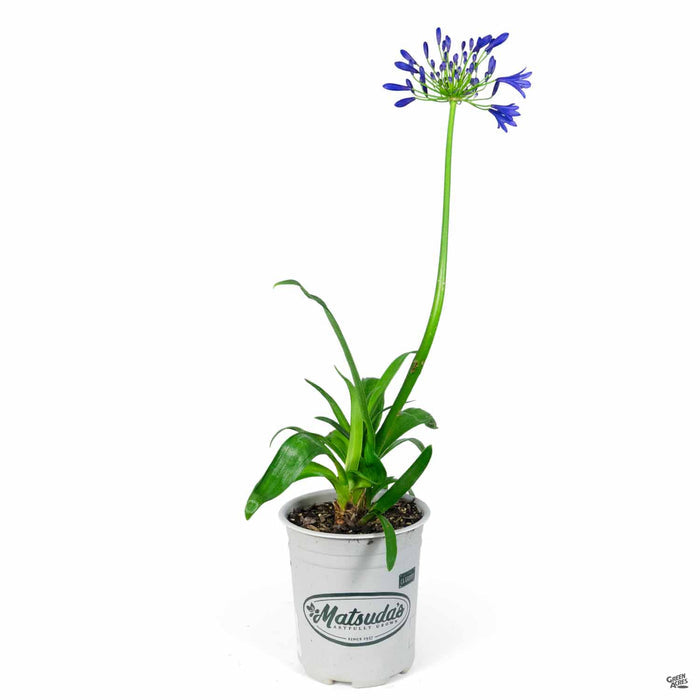 Agapanthus 'Stormcloud' 1 gallon