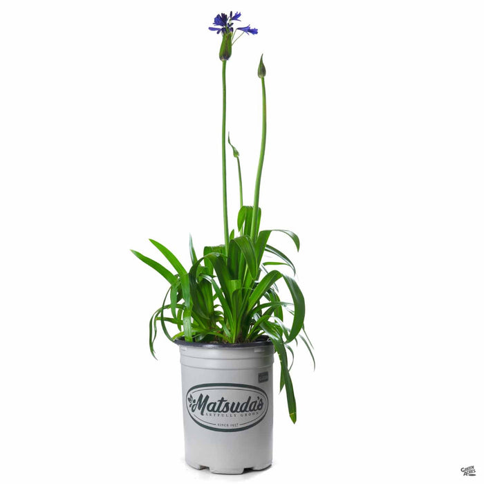 Agapanthus 'Stormcloud' 5 gallon