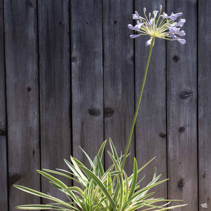 Agapanthus 'Tinker Bell'