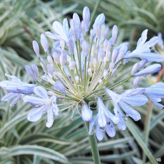 Agapanthus Tinker Bell