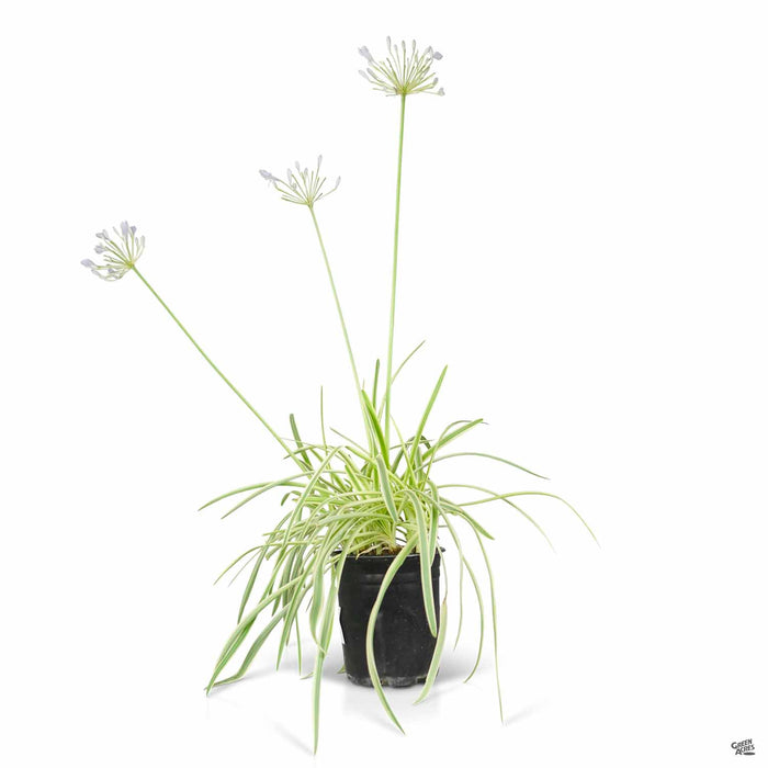 Agapanthus Tinker Bell 1 gallon