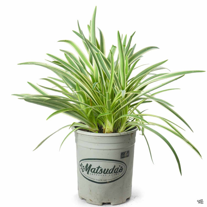 Agapanthus 'Tinker Bell' 1 gallon Matsudas