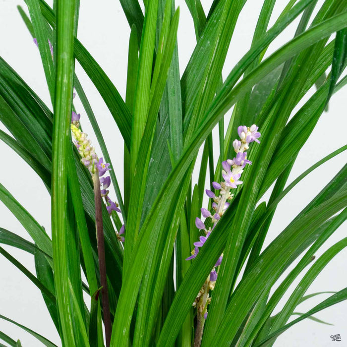 Lilyturf 'Big Blue'