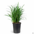 Lilyturf 'Big Blue' 1 gallon