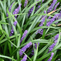 Liriope Green Goddess