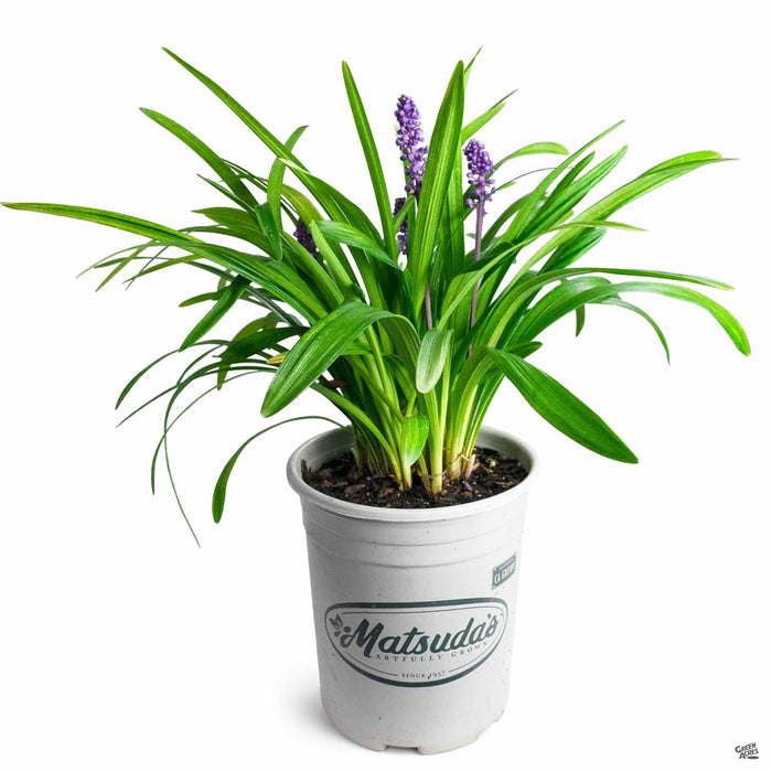 Royal Purple Lilyturf 1 gallon
