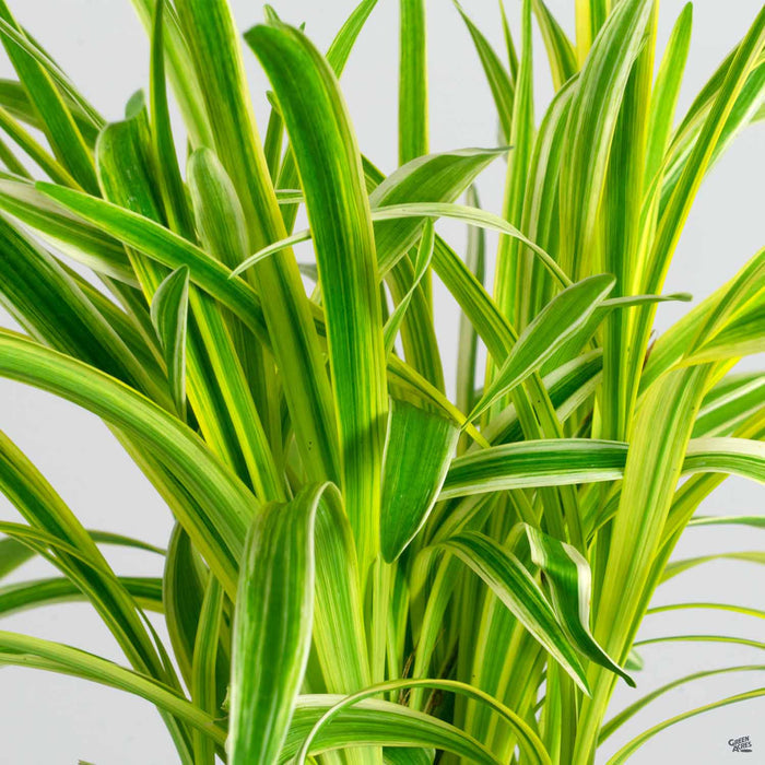 Silvery Sunproof Lilyturf