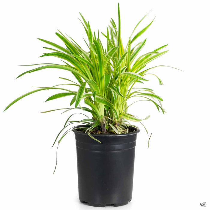 Silvery Sunproof Lilyturf 1 gallon