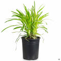 Silvery Sunproof Lilyturf 1 gallon