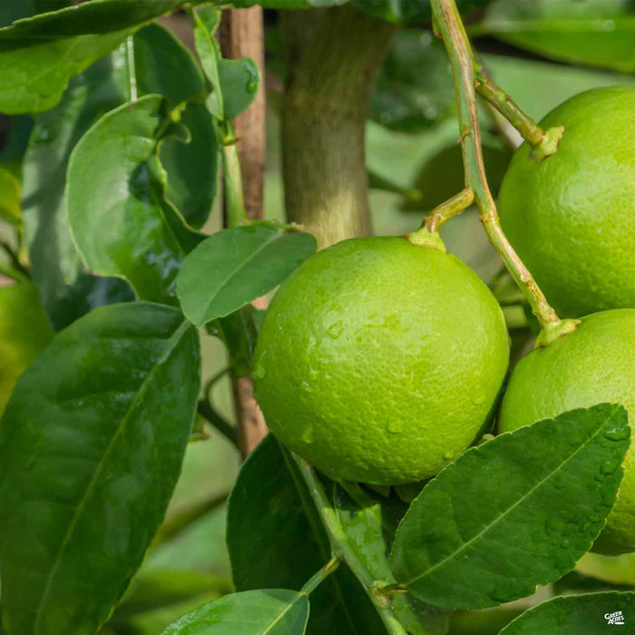 Lime Thornless Key