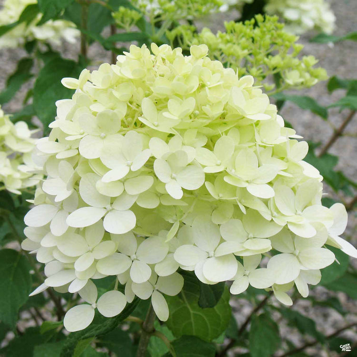 'Limelight' Hydrangea