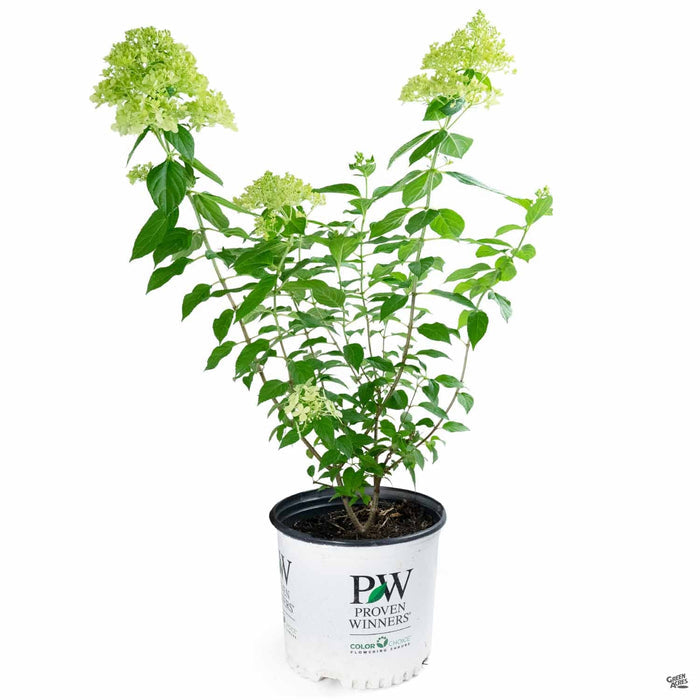 Hydrangea 'Limelight' 03T