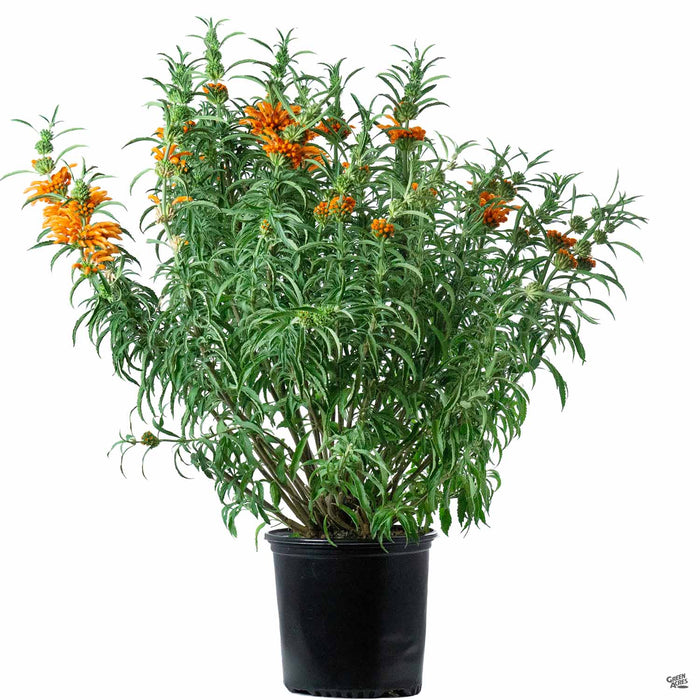 Lion's Tail 2 gallon