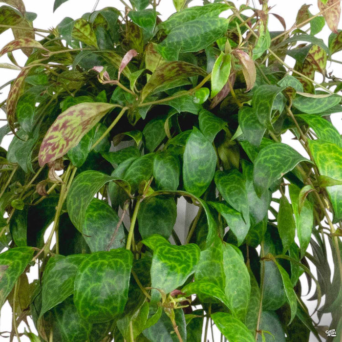 Lipstick Plant 'Black Pagoda'
