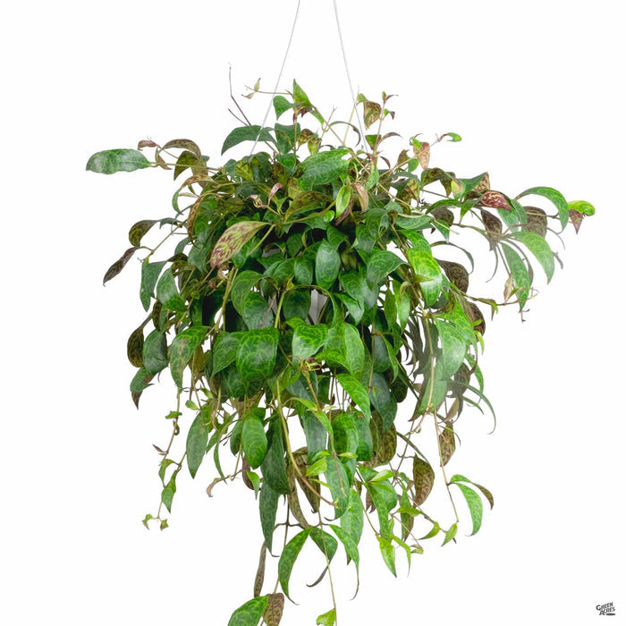 Lipstick Plant 'Black Pagoda' 6 inch