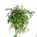 Lipstick Plant 'Black Pagoda' 6 inch
