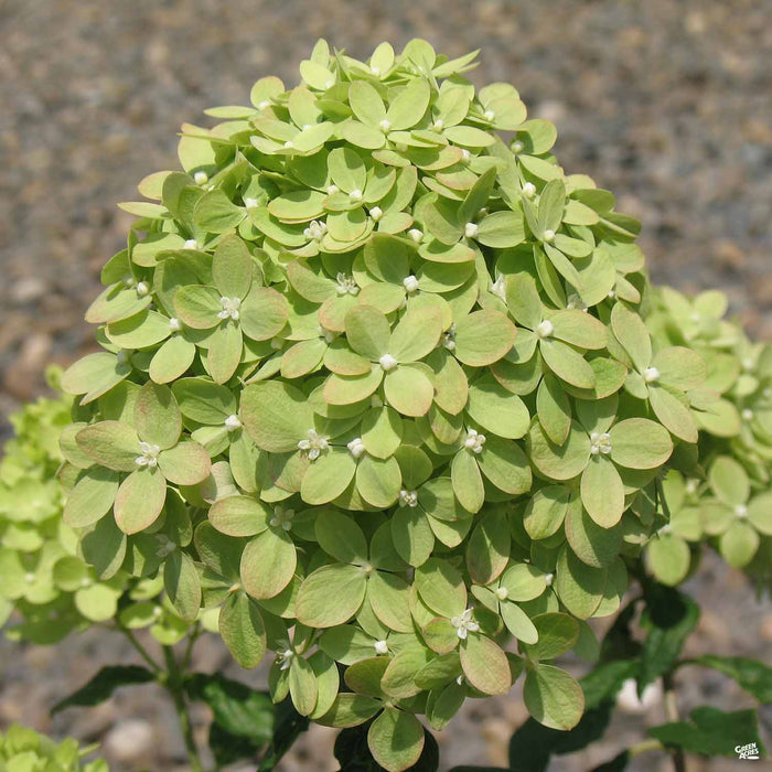 Hydrangea Little Lime