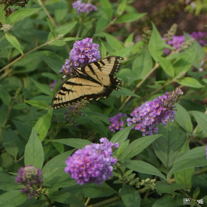 Lo and Behold Blue Chip Butterfly Bush