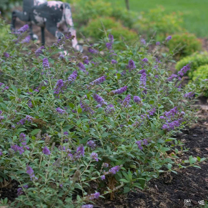 Lo and Behold Blue Chip Butterfly Bush
