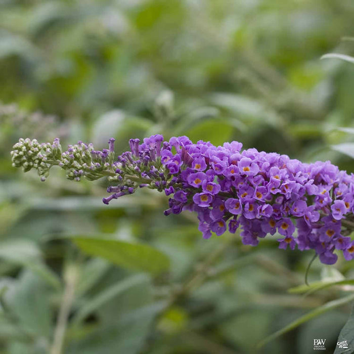 Lo and Behold Blue Chip Butterfly Bush