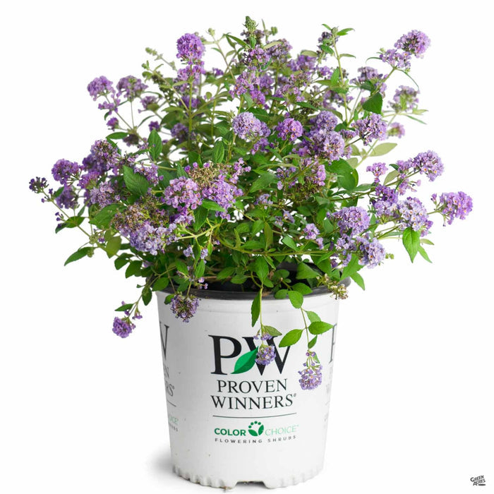 Lo and Behold Blue Chip Butterfly Bush 02T