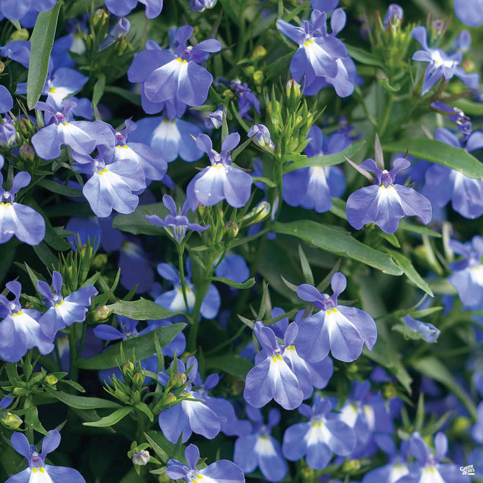Lobelia