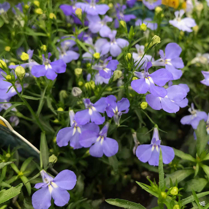 Lobelia 'Crystal Palace'