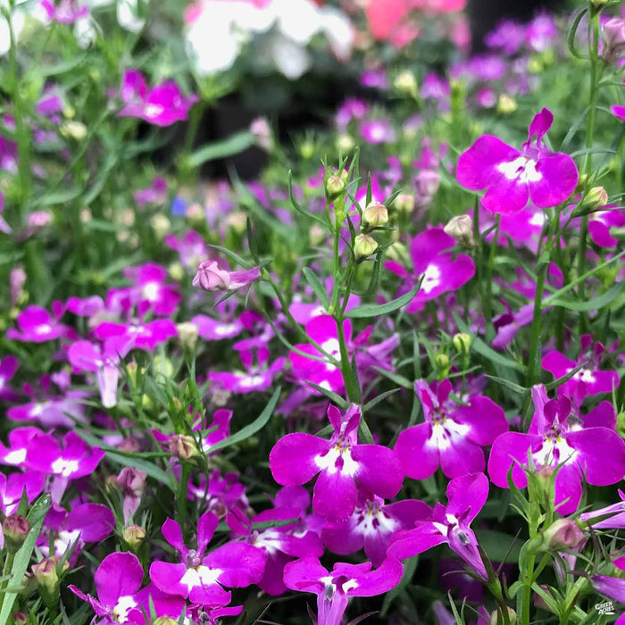 Lobelia 'Riviera Rose'