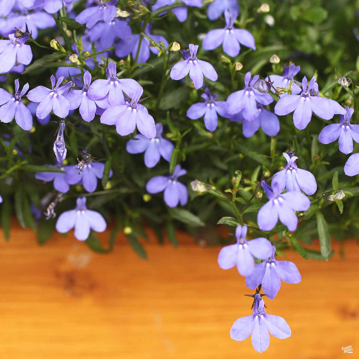 Lobelia Purple