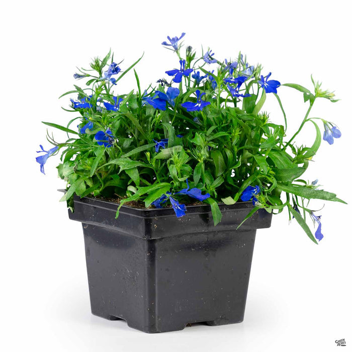 Lobelia 4 inch