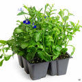 Lobelia 6-pack