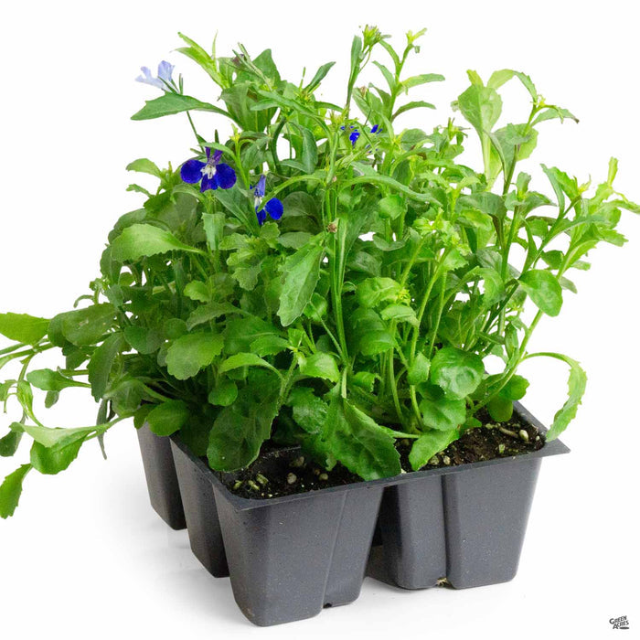 Lobelia 6-pack
