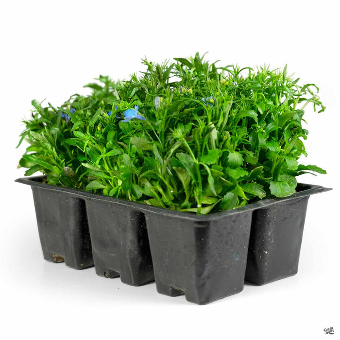 Lobelia 'Blue Sky' 6-pack