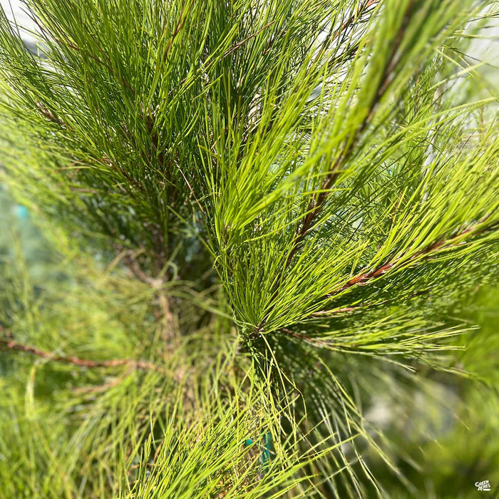 Loblolly Pine
