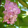 Locust 'Purple Robe'