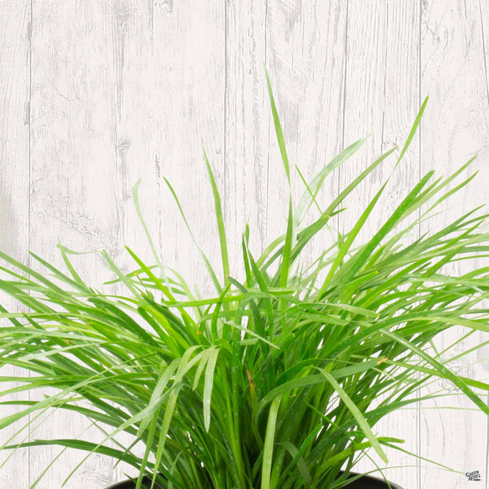 Lomandra 'Lime Tuff'