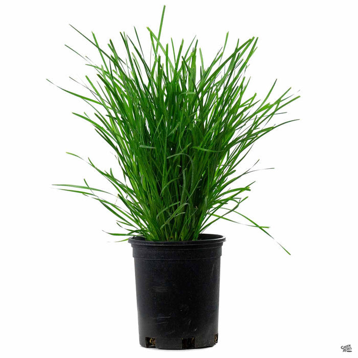 Lomandra 'Lime Tuff' 1 gallon