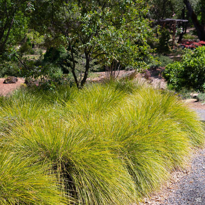 Lomandra Breeze Dwarf Mat Rush