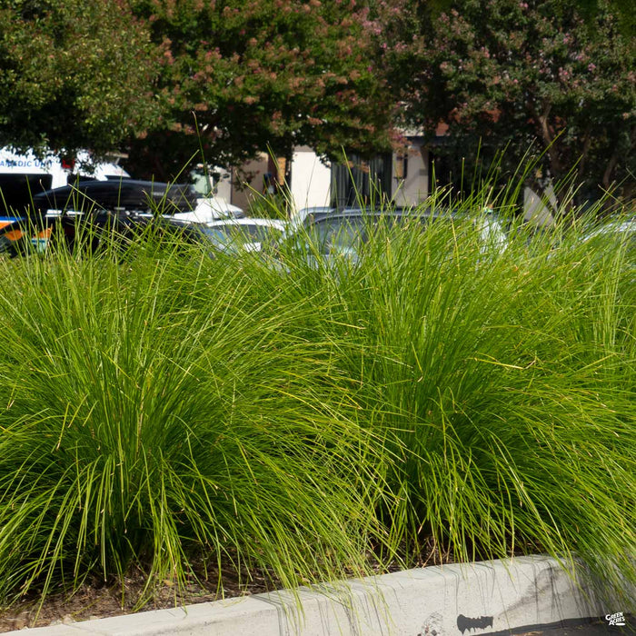 Lomandra Breeze Dwarf Mat Rush