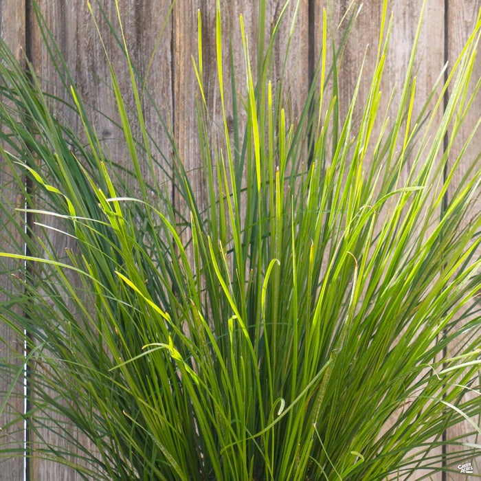 Lomandra Breeze Dwarf Mat Rush