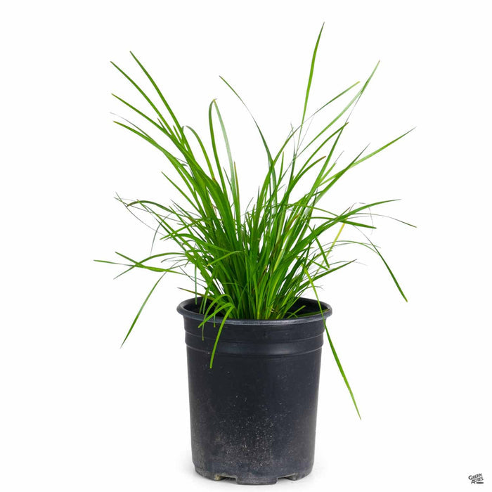 Lomandra Breeze Dwarf Mat Rush 1 gallon