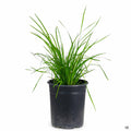 Lomandra Breeze Dwarf Mat Rush 1 gallon