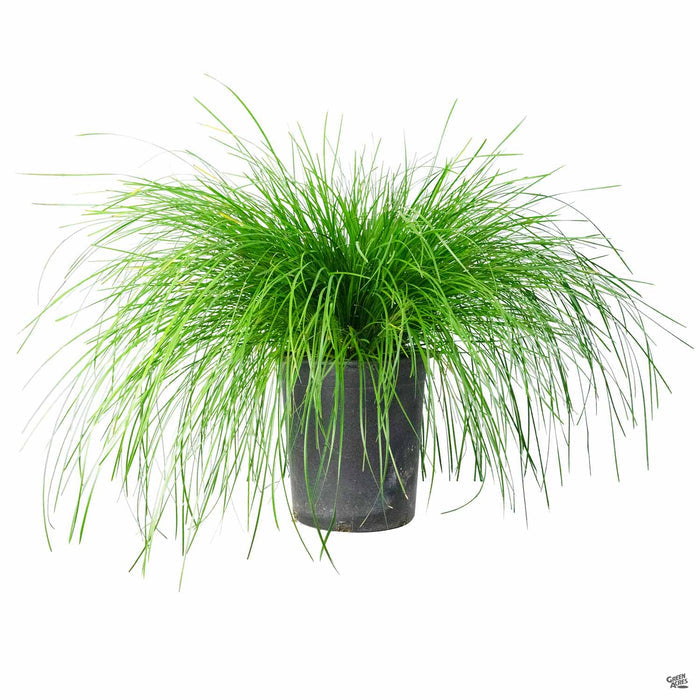 Lomandra Breeze Dwarf Mat Rush 5 gallon