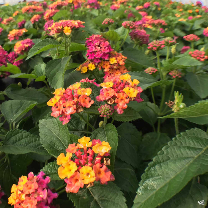 Lantana 'Little Lucky Hot Pink'
